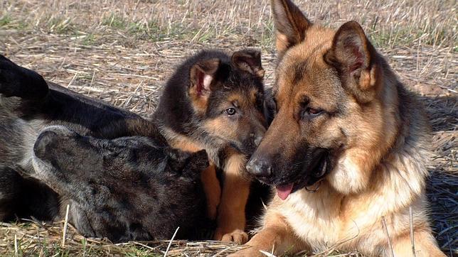 La UE acuerda nuevas normas para facilitar los viajes con mascotas