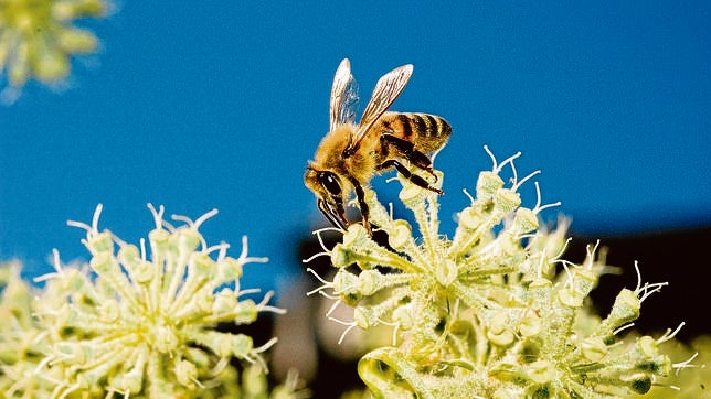 Hay que fomentar la instalación de colmenas en zonas de uso no agrario