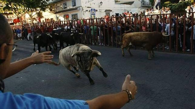 Los toros son la piedra angular en las fiestas de Arganda