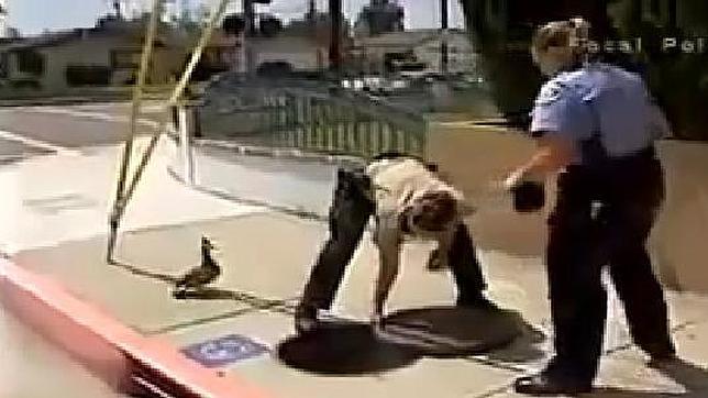 Una pata pide ayuda a la policía