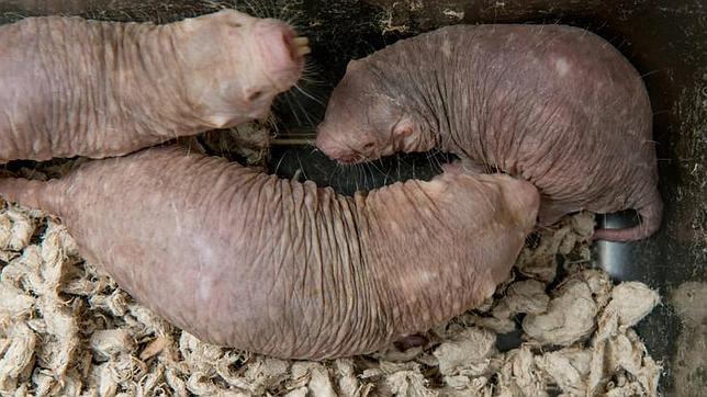 El ácido hialurónico, el secreto de la protección al cáncer de las ratas topo