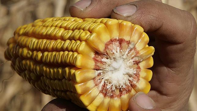 El ministro británico de Medio Ambiente considera «más seguros» los cultivos transgénicos