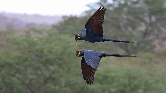 Una de cada ocho especies de aves, en peligro de extinción