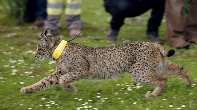 Atención conductor, lince en expansión