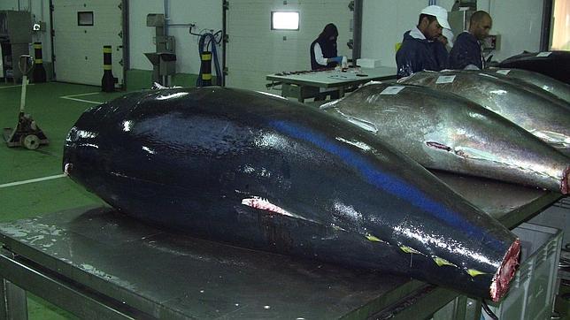 El Instituto Español de Oceanografía establece la longitud máxima del atún rojo en 3,31 metros