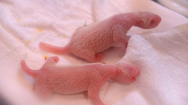 Los primeros cachorros de panda nacidos en el mundo en 2013 son gemelos