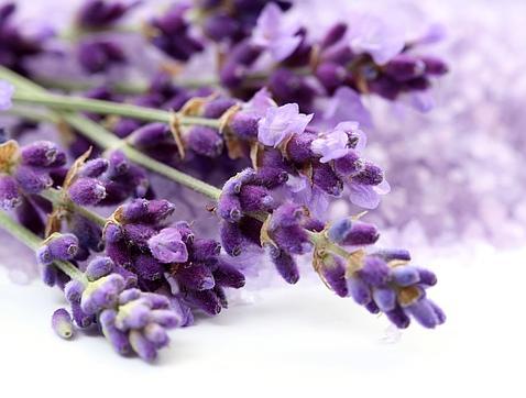 Lavanda, uno de los remedios naturales