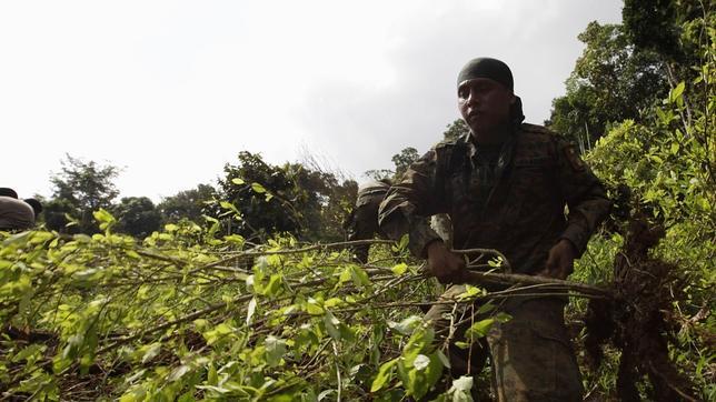 Los cultivos de coca se reducen por primera vez en dos décadas en Colombia