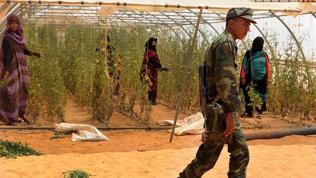 Once miembros del Frente Polisario, en búsqueda y captura