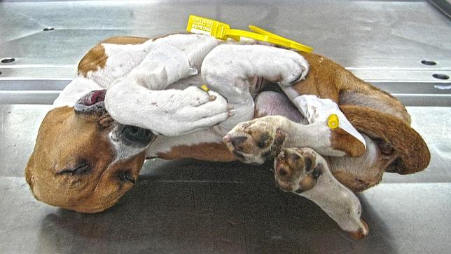 Tres meses de cárcel para el dueño de la perra Chula, quien la maltrató hasta morir