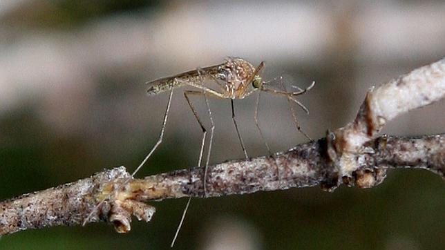 Una plaga de mosquitos atemoriza a tres municipios de Castellón