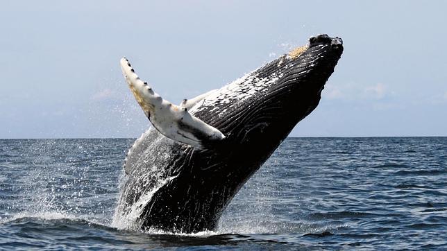 ¿Por qué los mamíferos son de tantos tamaños?