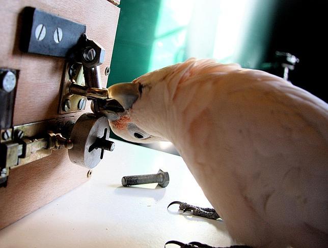 La cacatúa capaz de abrir cinco tipos de cerrojos