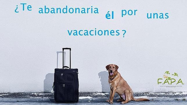 Cada 3 minutos se abandona un animal de compañía en España