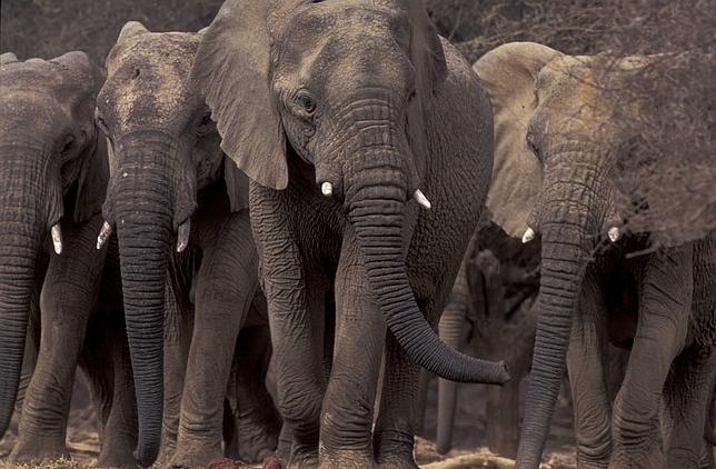 ¿Por qué los elefantes comen tierra?