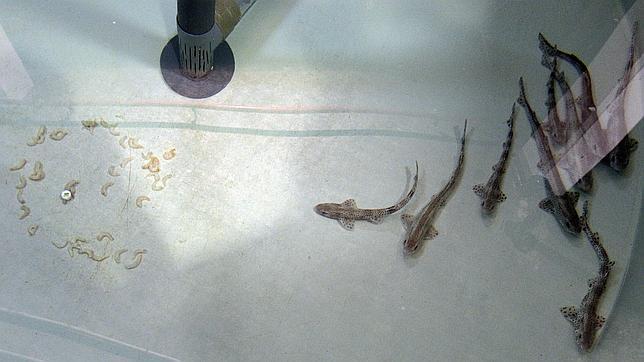 La colocación de imanes cerca de los anzuelos puede evitar las capturas accidentales de tiburones