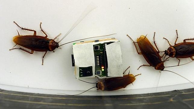 Las cinco plagas que azotan Madrid en verano