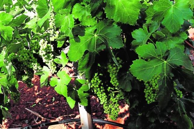 Los productores de vino aguardan una cosecha «buena» y de «excelente» calidad