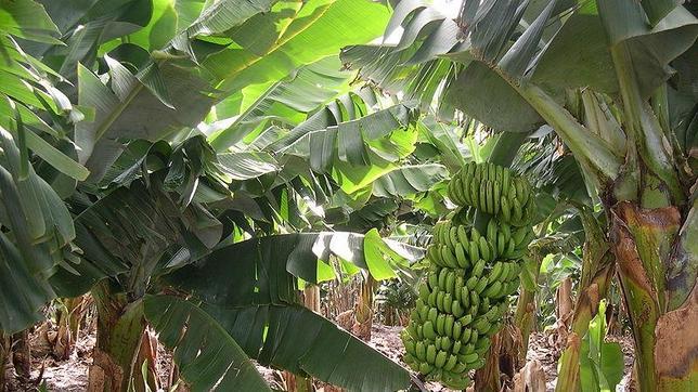 Los rincones secretos del plátano canario