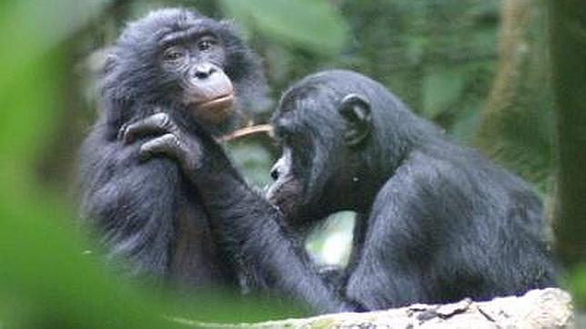 La mona sexy, la mona ganadora