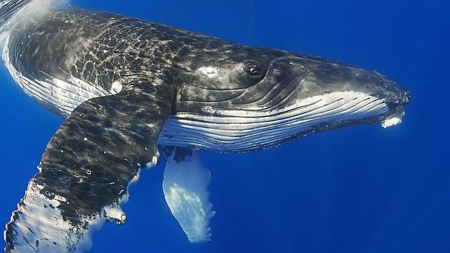 Finalizan las vistas orales del juicio en La Haya sobre el programa científico nipón de caza de ballenas en la Antártida