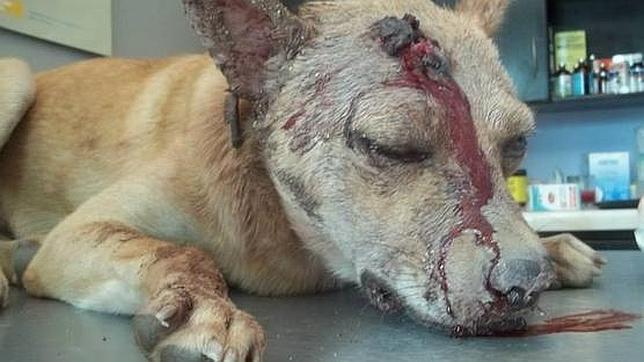 Roba, golpea, apuñala y abandona mal herido al perro de su exnovia