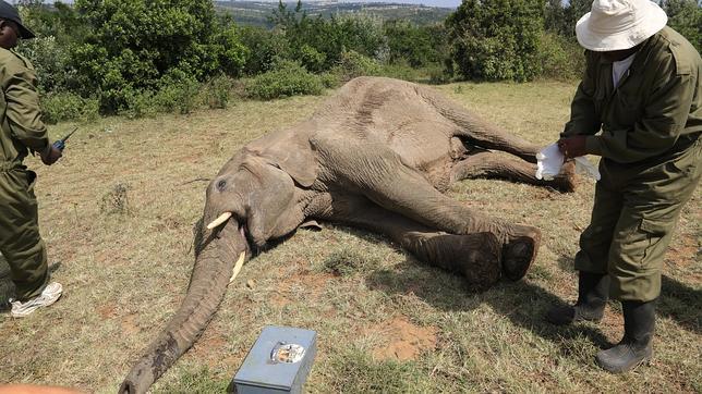 Los masái ayudan a los elefantes que hieren al defender sus cultivos