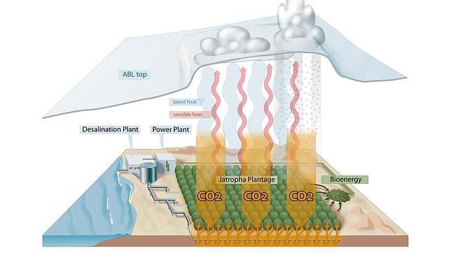 Árboles en el desierto para mitigar los efectos del cambio climático