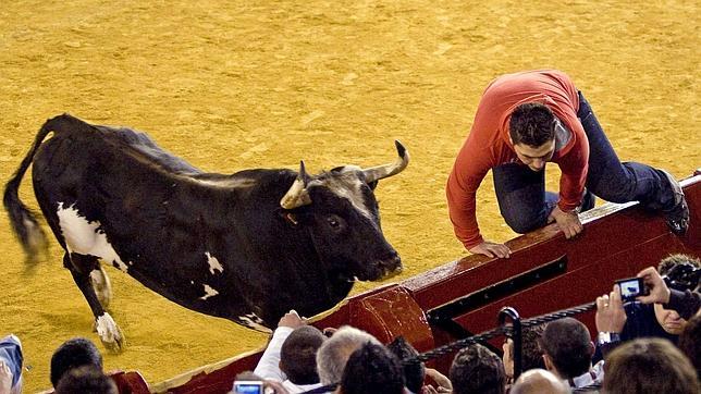 «Ratón», el toro que mató a tres personas, será embalsamado y expuesto en un museo