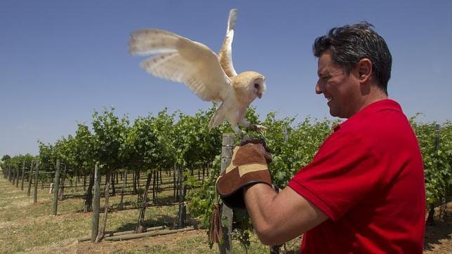 Lechuzas: el arma secreta contra las plagas