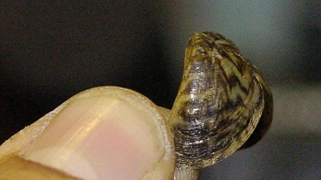 El Gobierno aprueba un nuevo catálogo que regula las especies exóticas invasoras