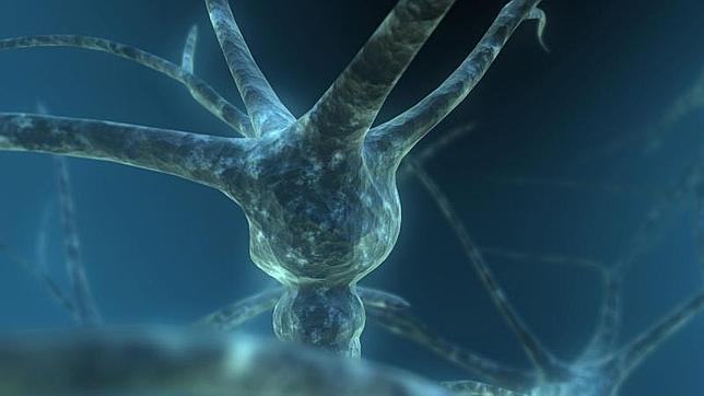 Hallan las neuronas que ayudan a orientarse en un entorno desconocido