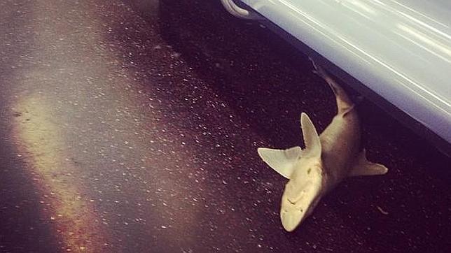 ¿Cómo llegó un tiburón al metro de Nueva York?