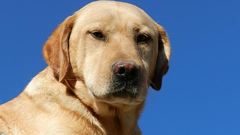 Un hombre vuela por los aires a su perro para exorcizarlo