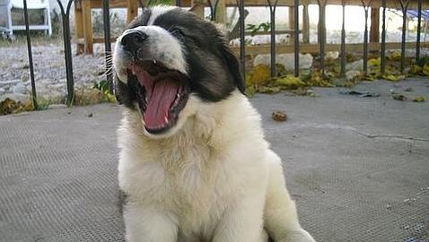 Los perros solo responden por «contagio» a los bostezos de sus dueños
