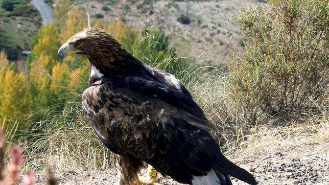 La Diputación de Alicante fomenta la cría de águilas reales en el espacio natural Peñas de Sol