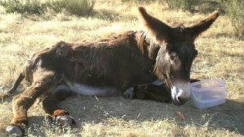 Abandonan a una burra para que muera de hambre y sed en un paraje de difícil acceso próximo a Zamora