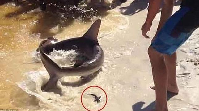 Un tiburón-martillo pare decenas de crías en una playa de Florida ante los atónitos turistas