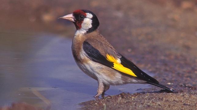 Las últimas primaveras «extremas» han disminuido la reproducción de las aves comunes