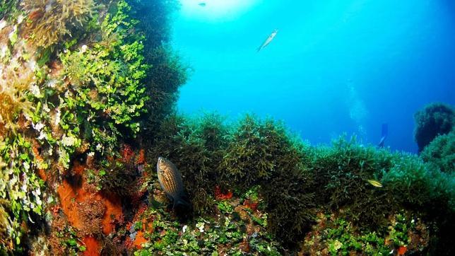 Pionera expedición al escarpe de Emile Baudot, una de las zonas más profundas del Mediterráneo español