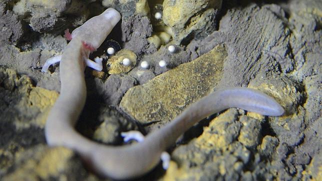 Por primera vez, una «cría del dragón» pone sus huevos «en público»