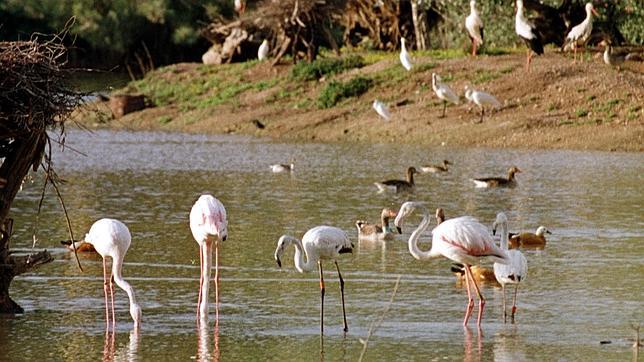 Las marismas de Doñana actúan como sumideros de carbono