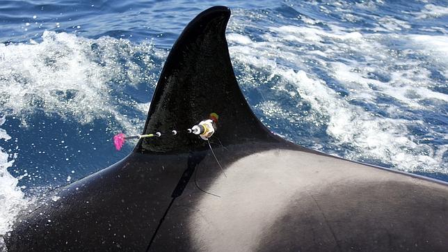 Marcan por primera vez a una orca en el estrecho de Gibraltar