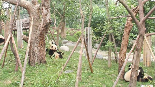 Google añade imágenes de zoos de todo el mundo a Google Street View