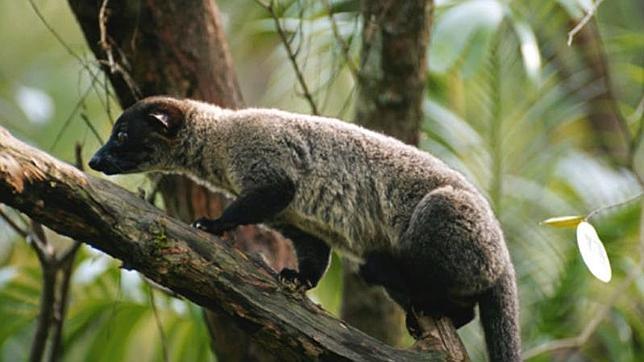 ¿Cómo averiguar si estamos tomando el café más caro del mundo?