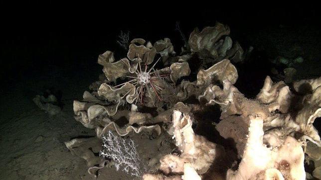 Oceana asegura haber encontrado un nuevo hábitat en el Mediterráneo