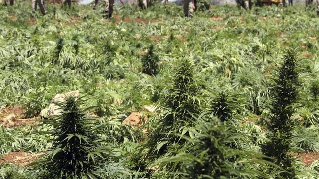 Obama dará más libertad a los estados para legalizar el consumo de marihuana