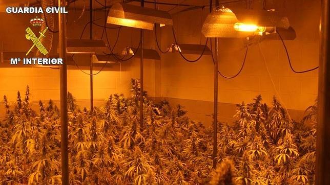 Hortelanos de la droga