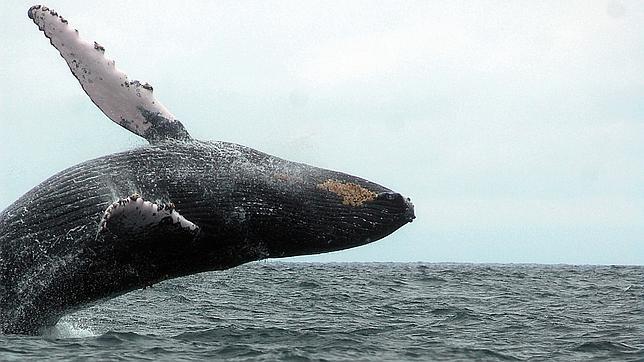 Una ballena jorobada