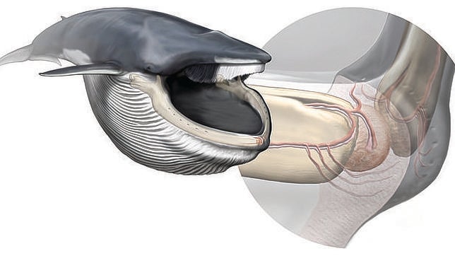 Este órgano desconocido hasta hace poco permite a las ballenas su peculiar forma de alimentación